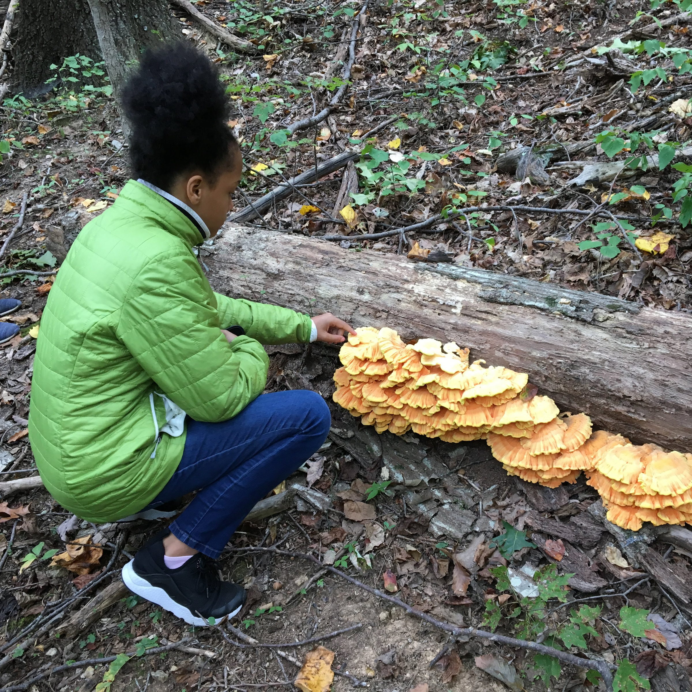 Child looking at mushrooms on a log