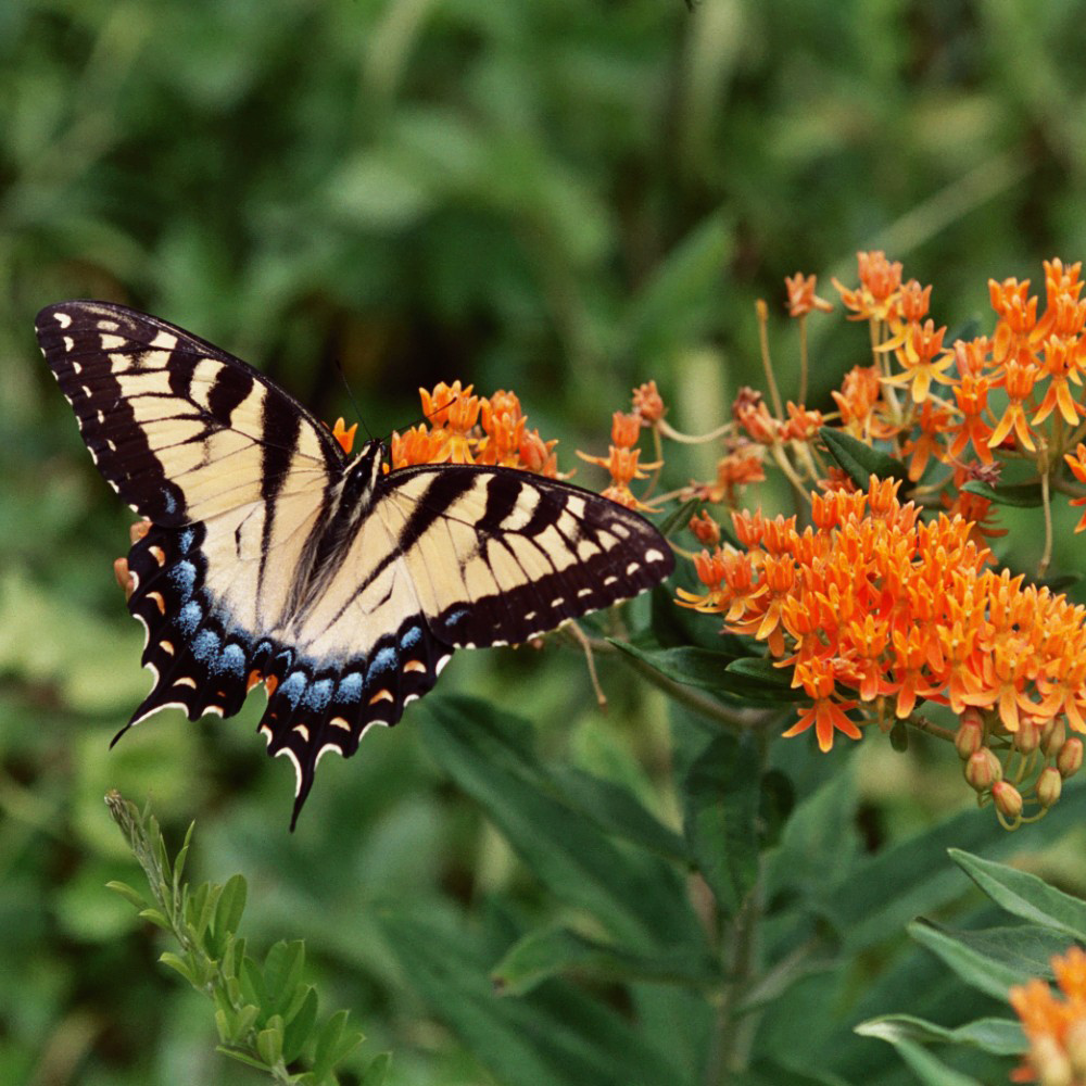 A butterfly on a flower