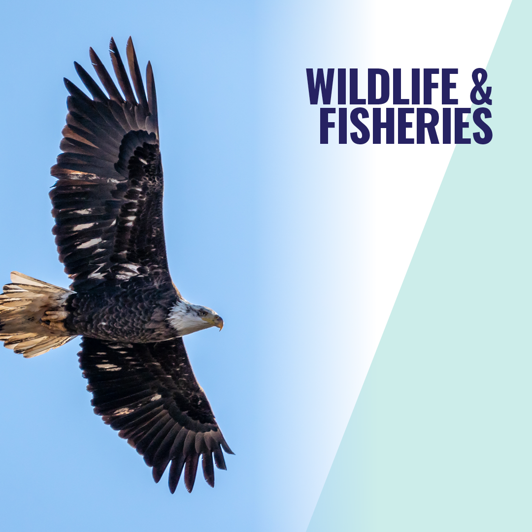 2 Wildlife & Fisheries_Instagram_no date